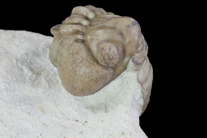 Detailed, Long Kainops Trilobite - Oklahoma #95714
